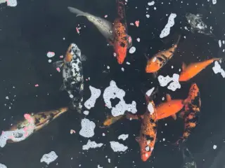 Koi Karper