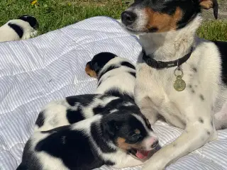 Dansk-svensk gårdhund trefarvet
