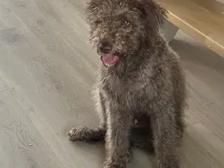 Hvalp - mørkebrun labradoodle sælges