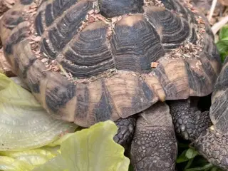 Græsk landskildpadde han