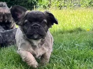 Fluffy fransk bulldog med stamtavle