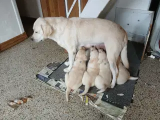 Gule Labrador hvalpe
