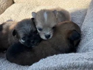 Pomeranian hvalpe blue Merle 