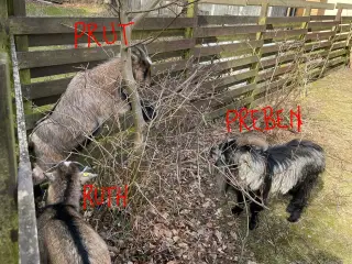 Afrikanske dværg geder