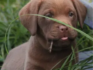 Labrador / dogue de Bordeaux 