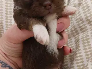 Chihuahua dreng med stamtavle i DDH 