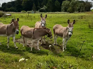 3 æselhoper 1 vallak
