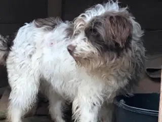Lagotto mix