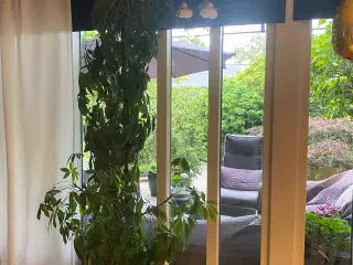 Stor flot paraply plante