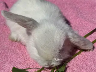 Mini lop
