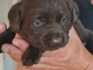 Brune labrador hvalpe