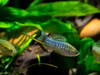 Xiphophorus nezahualcoyotl - Nezzie Sværddrager -
