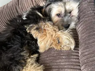 Charmerende bichon havanais på 4 måneder sælges