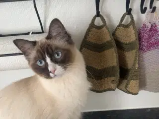 Ragdoll 