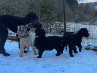 Cockapoo / Cockerpoo / Doodle. Ny pris 1 tilbage