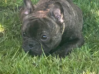 Parring fransk bulldog
