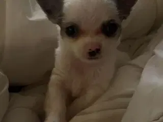 Chihuahua hvalp