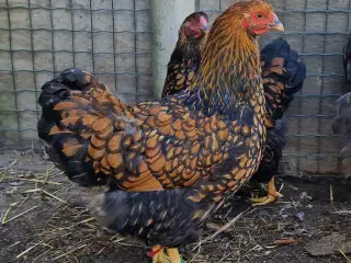 Store wyandotter 