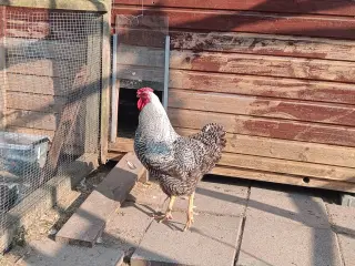 Smuk rolig hane