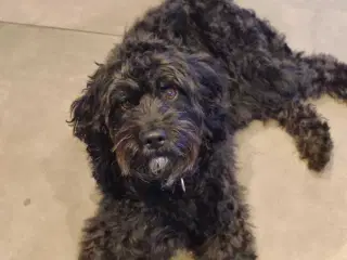 Dejlig mellem doodle søger en god familie