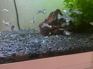 Guppy mix