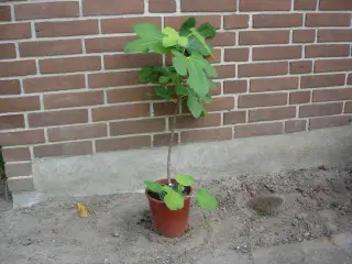 Figenplanter "Bornholmerfigen"