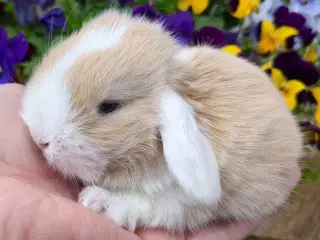 Minilop kaninunge sælges 