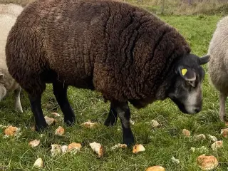 Blå Texel vædder 