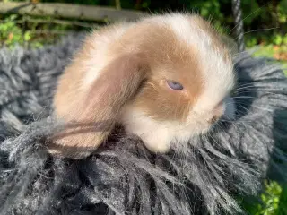 Hun 🩷Mini lop baby med blå øjne vejer 383g