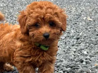 Maltipoo