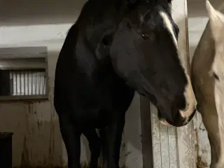 4 års smuk sort hoppe, sælges / byttes 