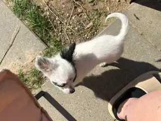 Chihuahua pige 