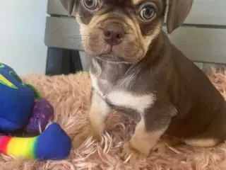 Små søde blandingshvalpe 🐶