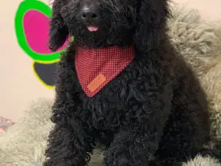 Ægte dværg / mellem puddel må rejse nu!