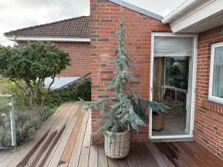 Stor flot cedertræ over 2 meter