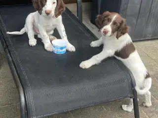 SPANIEL Ny🏠Nu Springer❤️💙m/stamtavle