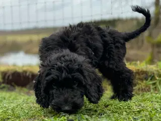 Cockapoo / cockerpoo / doodle