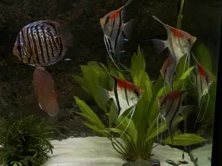 Discus & Scalare sælges 