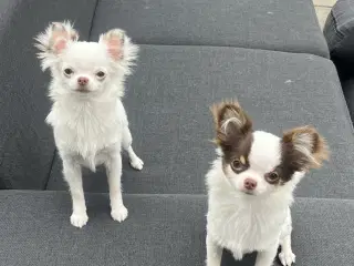 Langhåret chihuahua 6mdr 