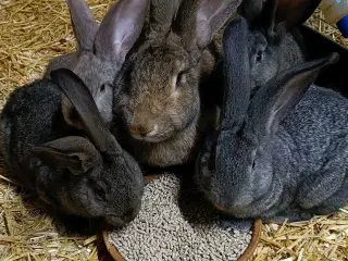 6 belgiske kæmper søger nye hjem