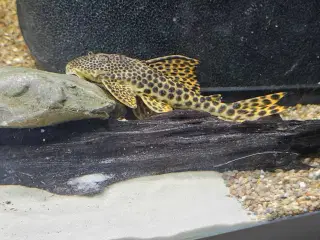 L75 pleco 2stk 