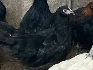 Høns