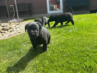 Labrador F1 hvalpe