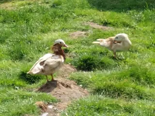 Mandarin 