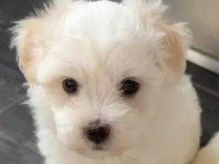 3 lækre malteser/bichon havanais hvalpe