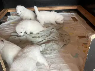 Hunde hvalpe - Japansk spids