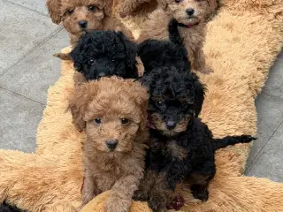 Skønne Cavapoo F2b