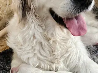 Golden retriever