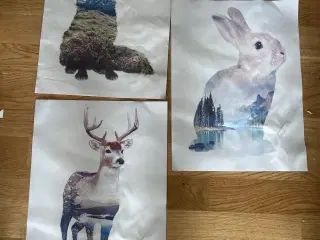 Billeder dyr med natur motiv indeni 