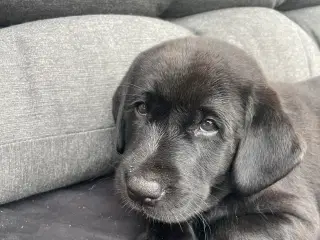 Labrador Retriver på